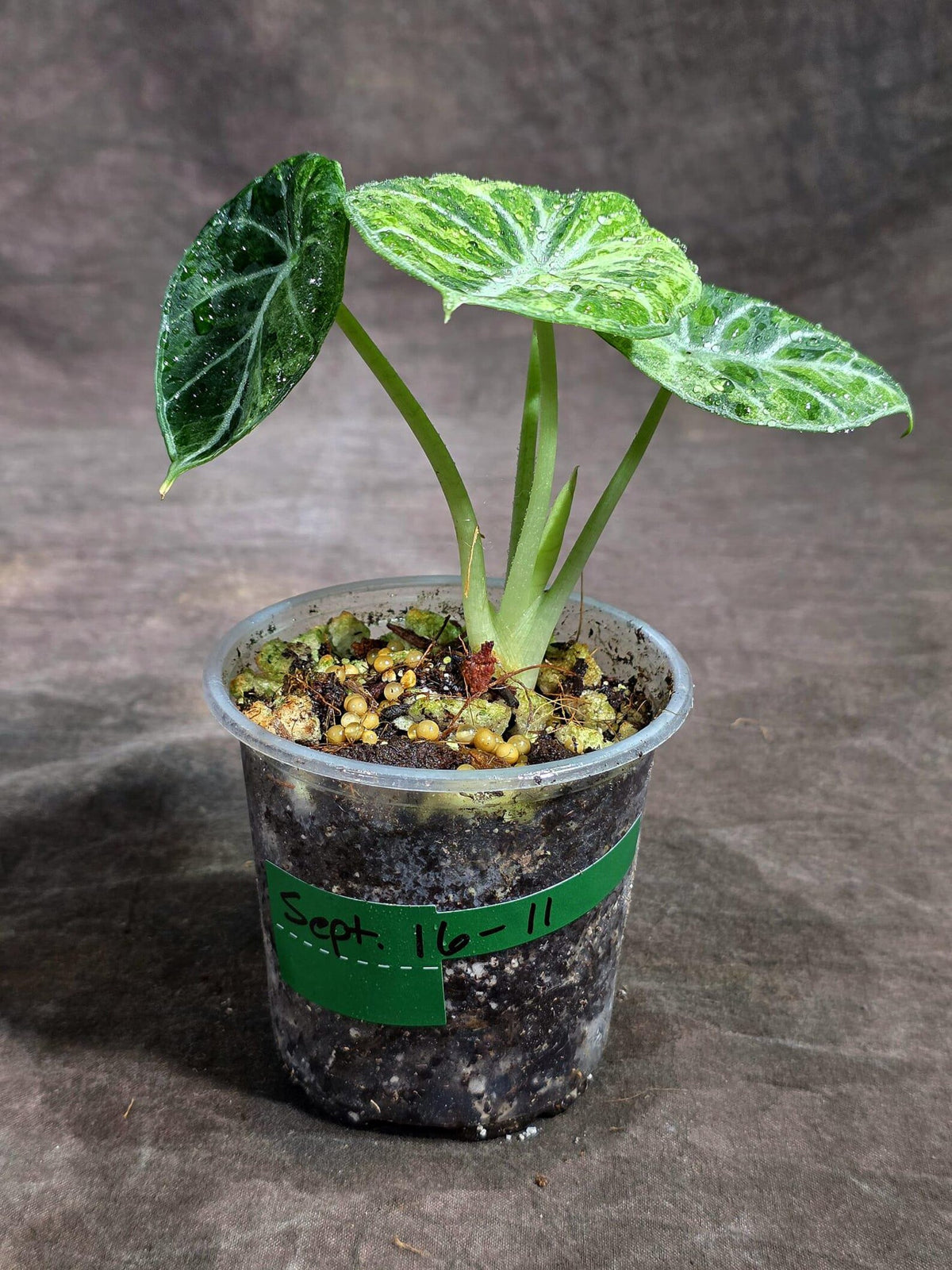 Alocasia Black Velvet Splash (Sep-16-11-ER)