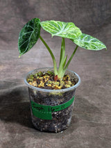 Alocasia Black Velvet Splash (Sep-16-11-ER)