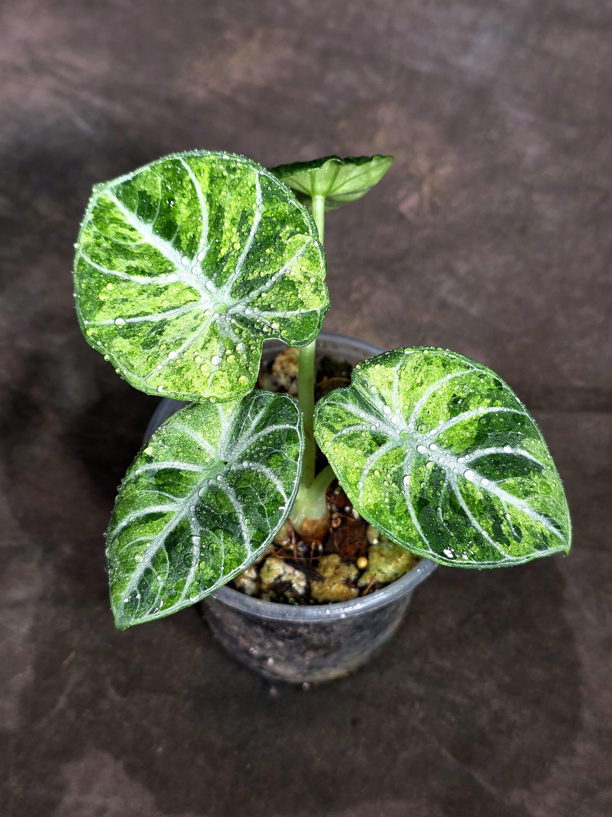 Alocasia Black Velvet Splash (Sep-16-11-ER)