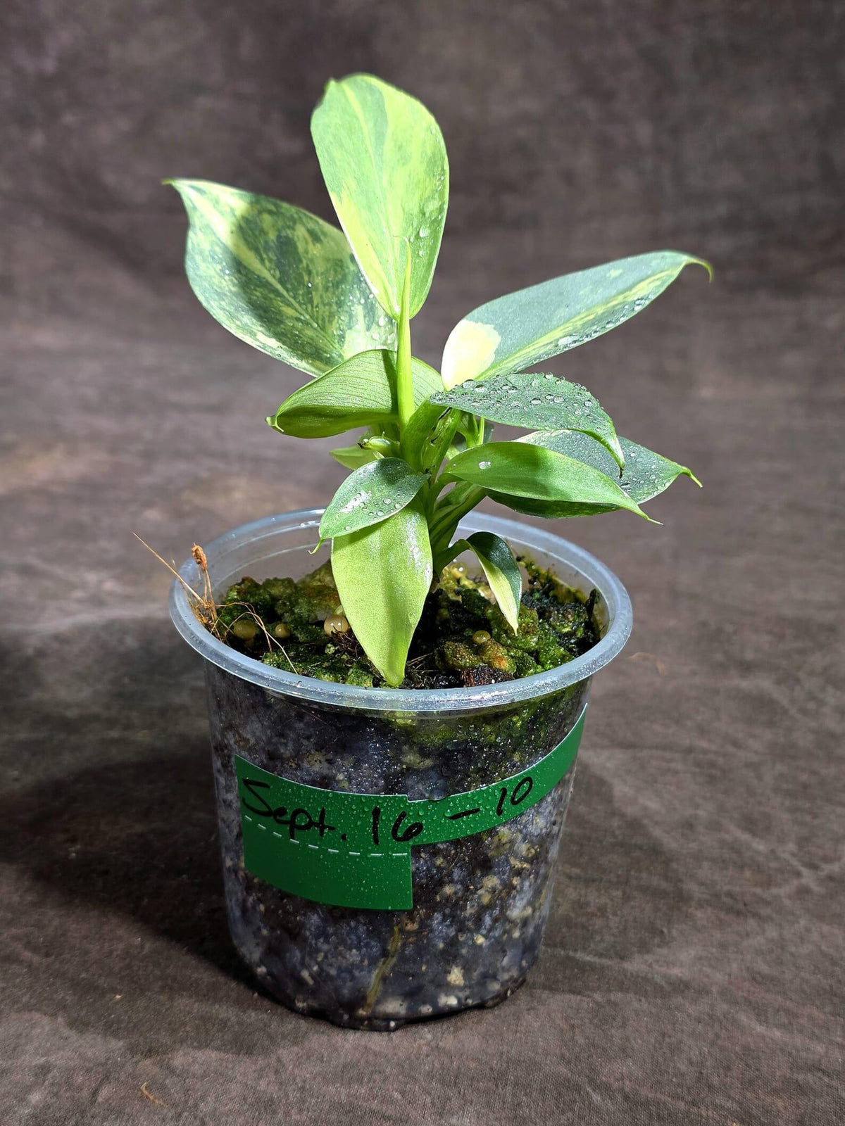 Variegated Silver Sword Philodendron (Sep-16-10-ER)