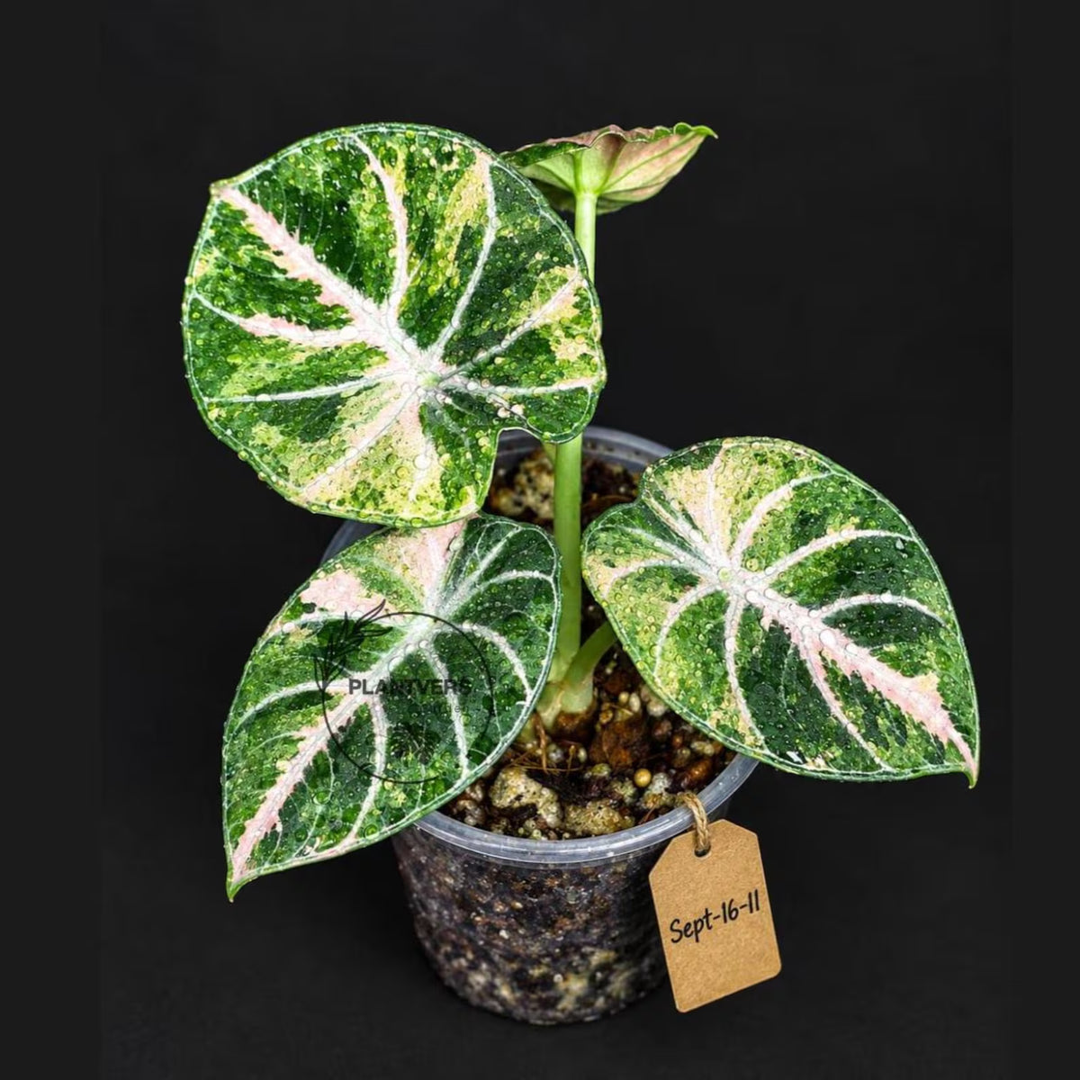 Alocasia Black Velvet Splash (Sep-16-11-ER )