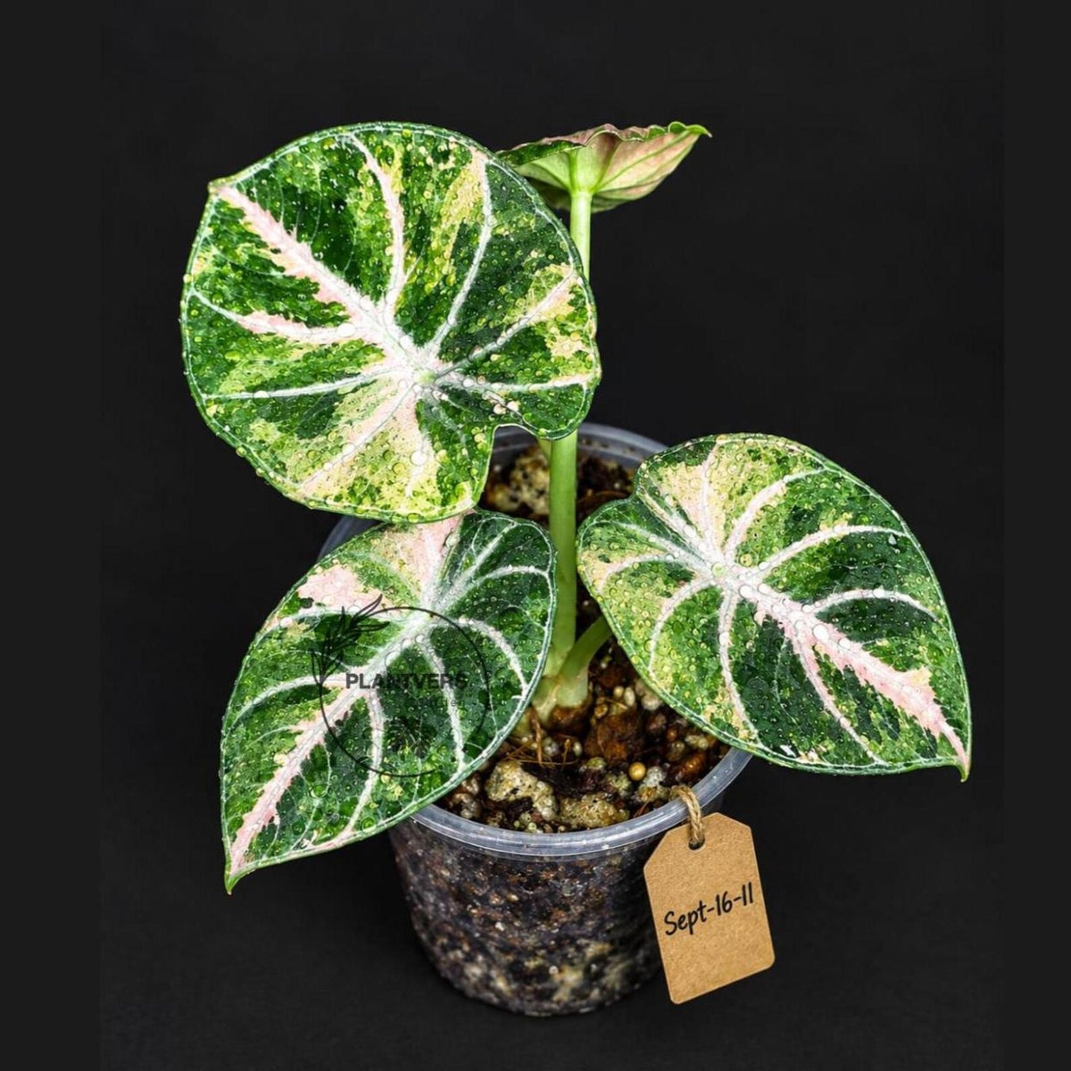 Alocasia Black Velvet Splash (Sep-16-11-ER)