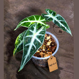Alocasia Bambino Aurea Variegated (Sep-16-4-ER)