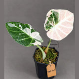 Alocasia Reginula Black Velvet Pink Variegated (Sep-16-1-ER)