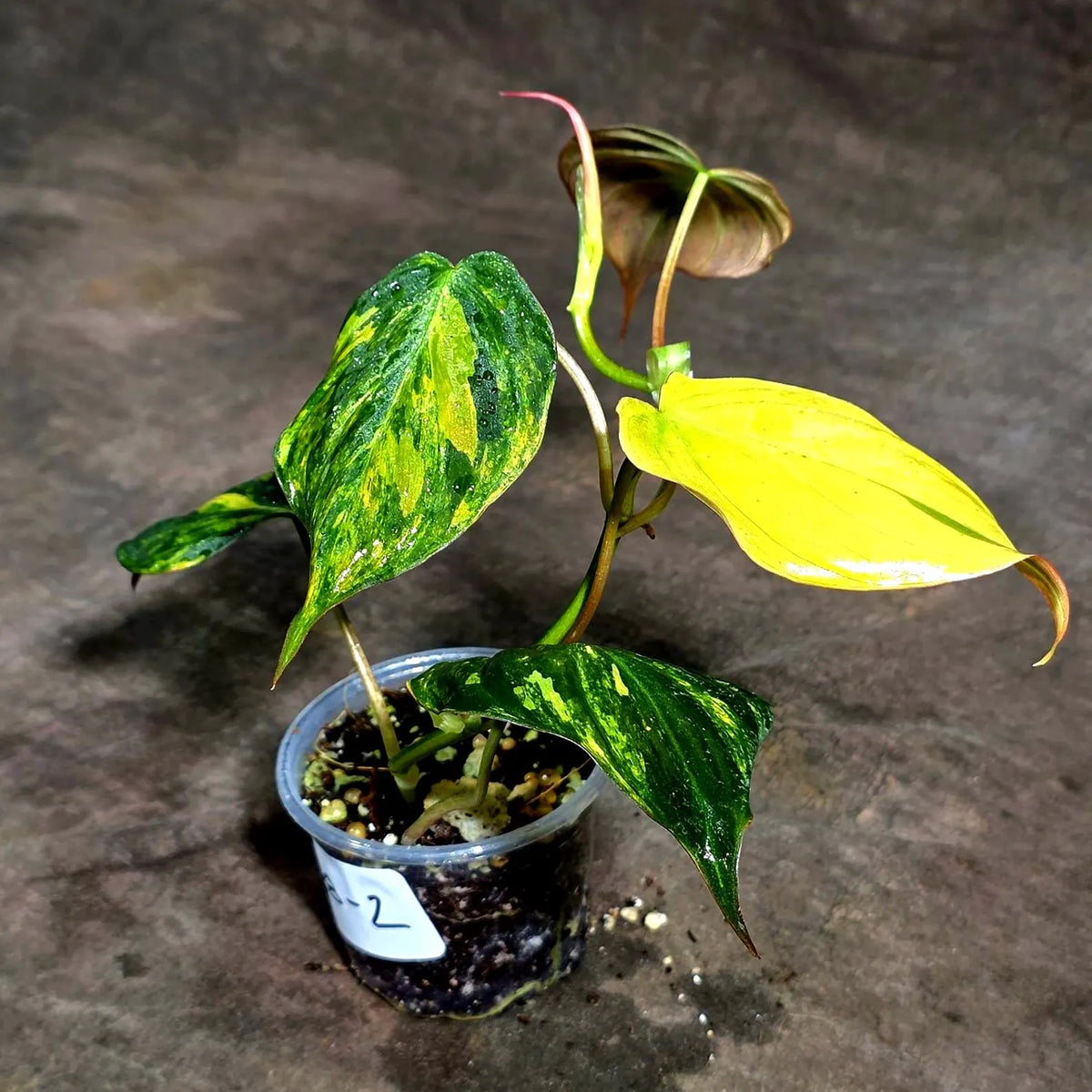 Variegated Philodendron Mican Aurea (Sep-18-2)