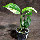 Epipremnum Pinnatum Marble Variegated (Sep-18-3)