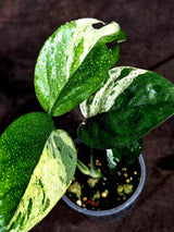 Epipremnum Pinnatum Marble Variegated (Sep-18-3)