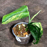 Scindapsus Jade Satin Variegated - Yellow Variegation (Sep-18-4)