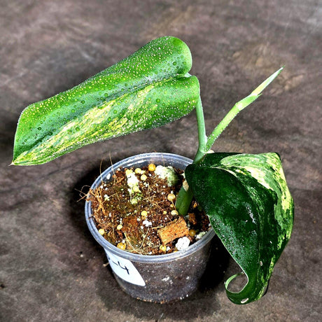 Scindapsus Jade Satin Variegated - Yellow Variegation (Sep-18-4)