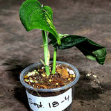 Scindapsus Jade Satin Variegated - Yellow Variegation (Sep-18-4)