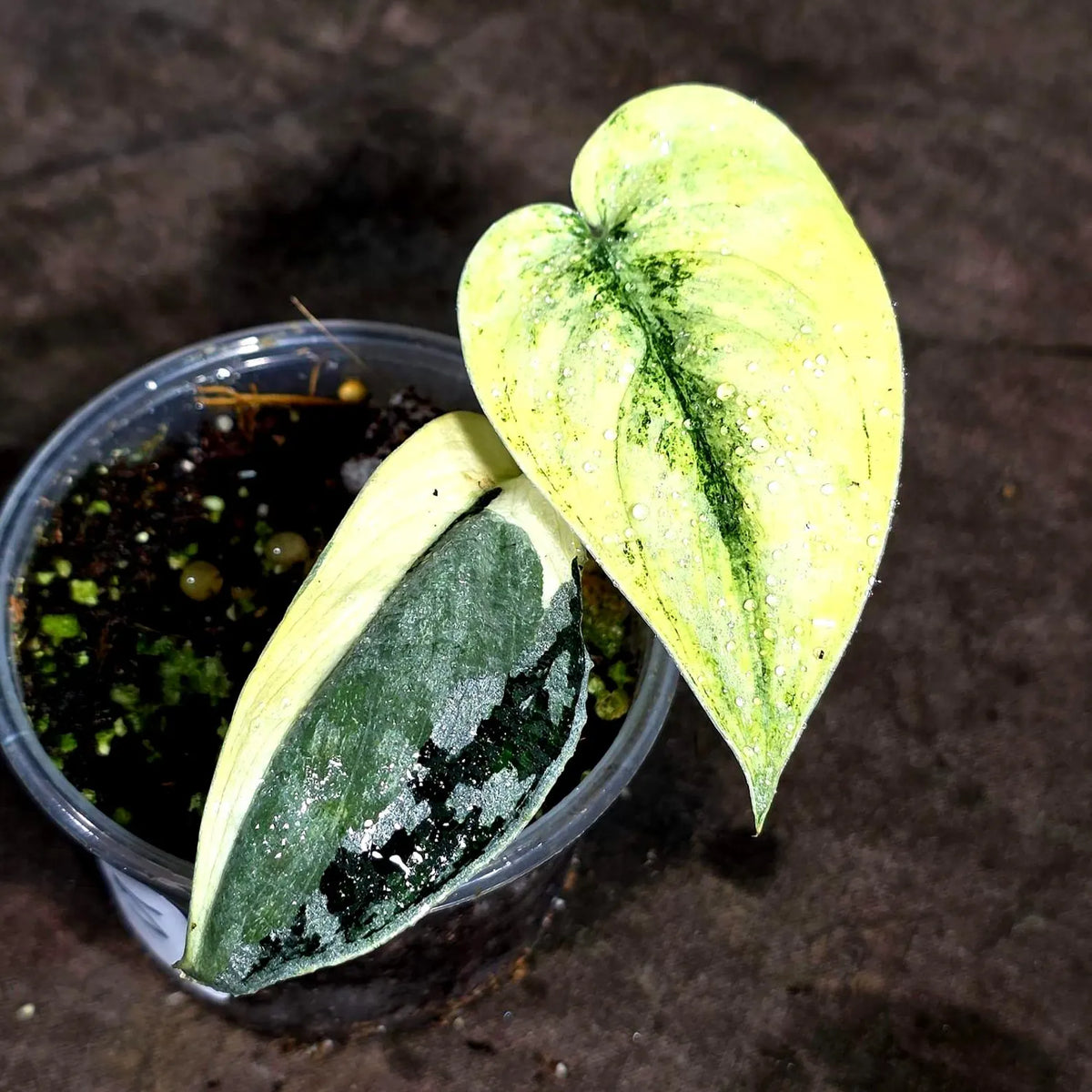 Variegated Scindapsus Mayari Plant (Sep-18-5)