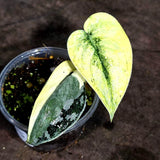 Variegated Scindapsus Mayari Plant (Sep-18-5)