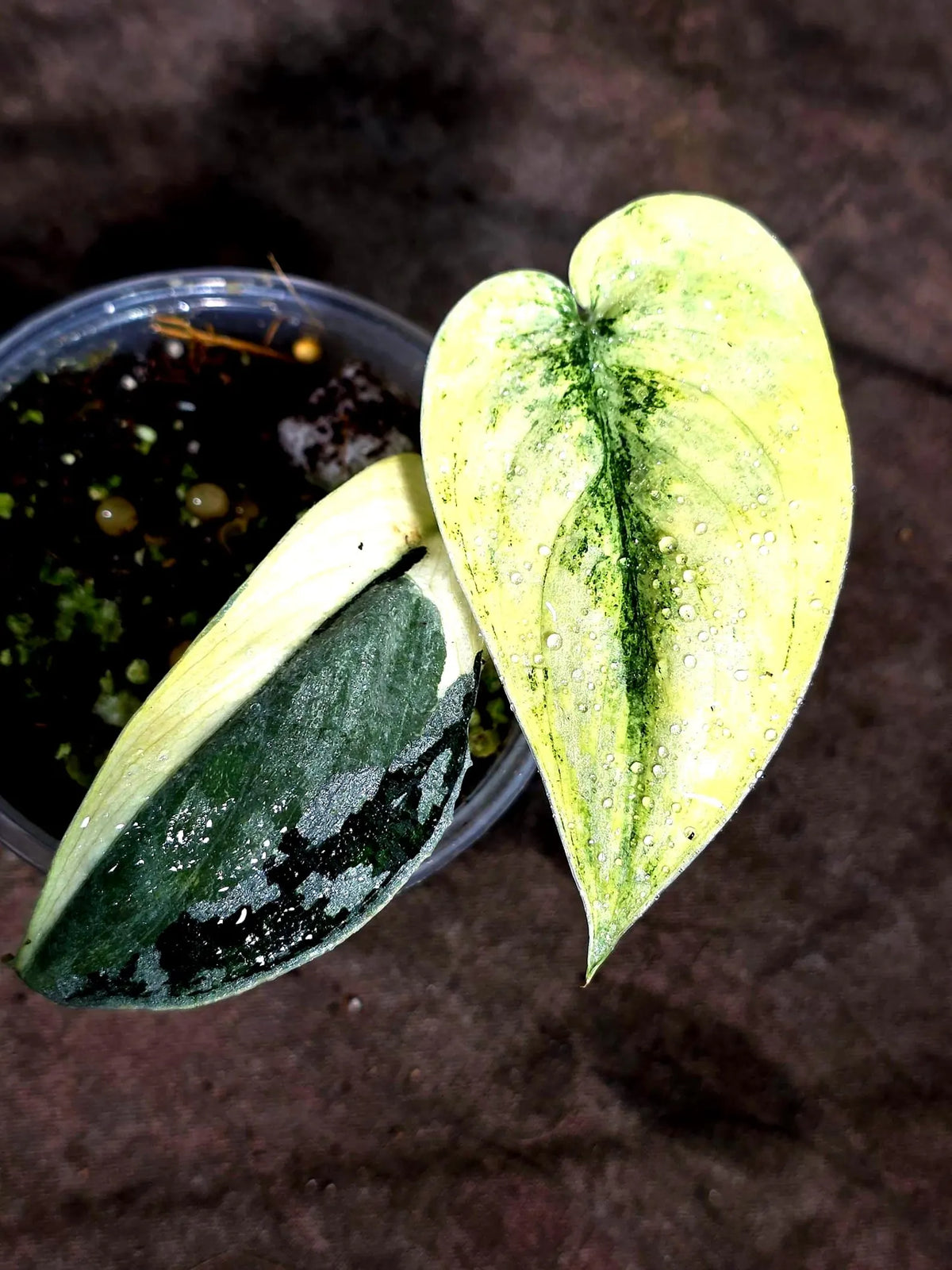 Variegated Scindapsus Mayari Plant (Sep-18-5)