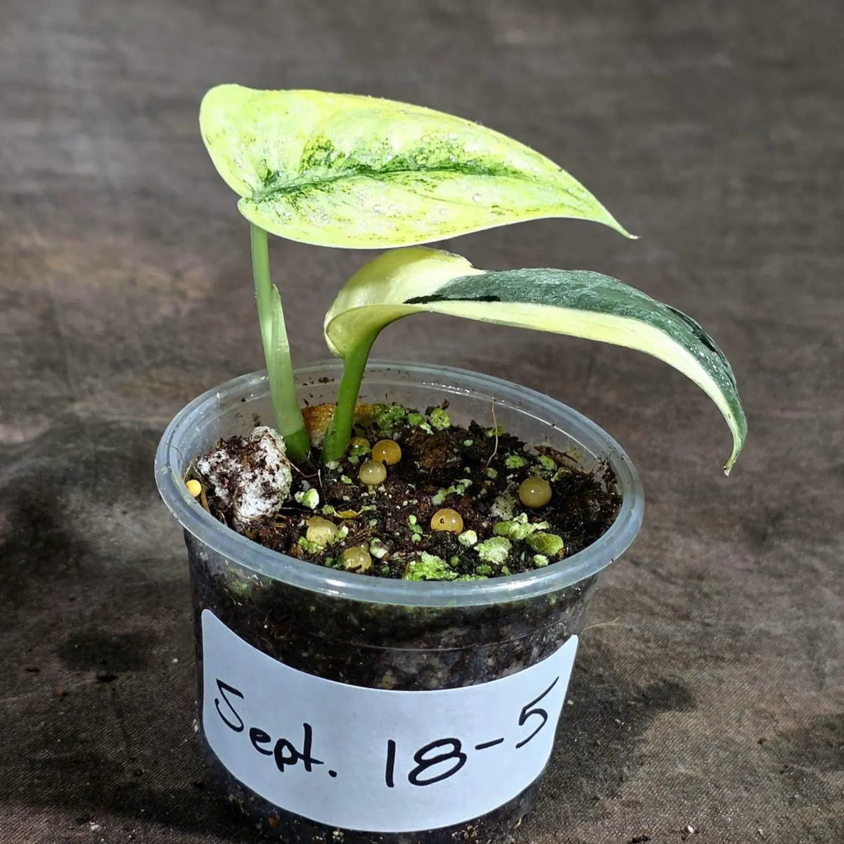 Variegated Scindapsus Mayari Plant (Sep-18-5)