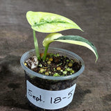Variegated Scindapsus Mayari Plant (Sep-18-5)
