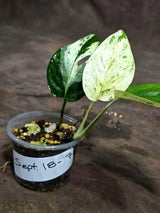Epipremnum Pinnatum Marble Variegated (Sep-18-7)