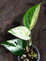 Epipremnum Pinnatum Marble Variegated (Sep-18-7)