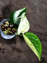 Epipremnum Pinnatum Marble Variegated (Sep-18-7)
