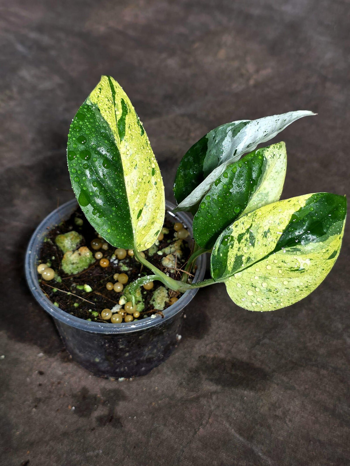Epipremnum Pinnatum Marble Variegated (Sep-18-8)
