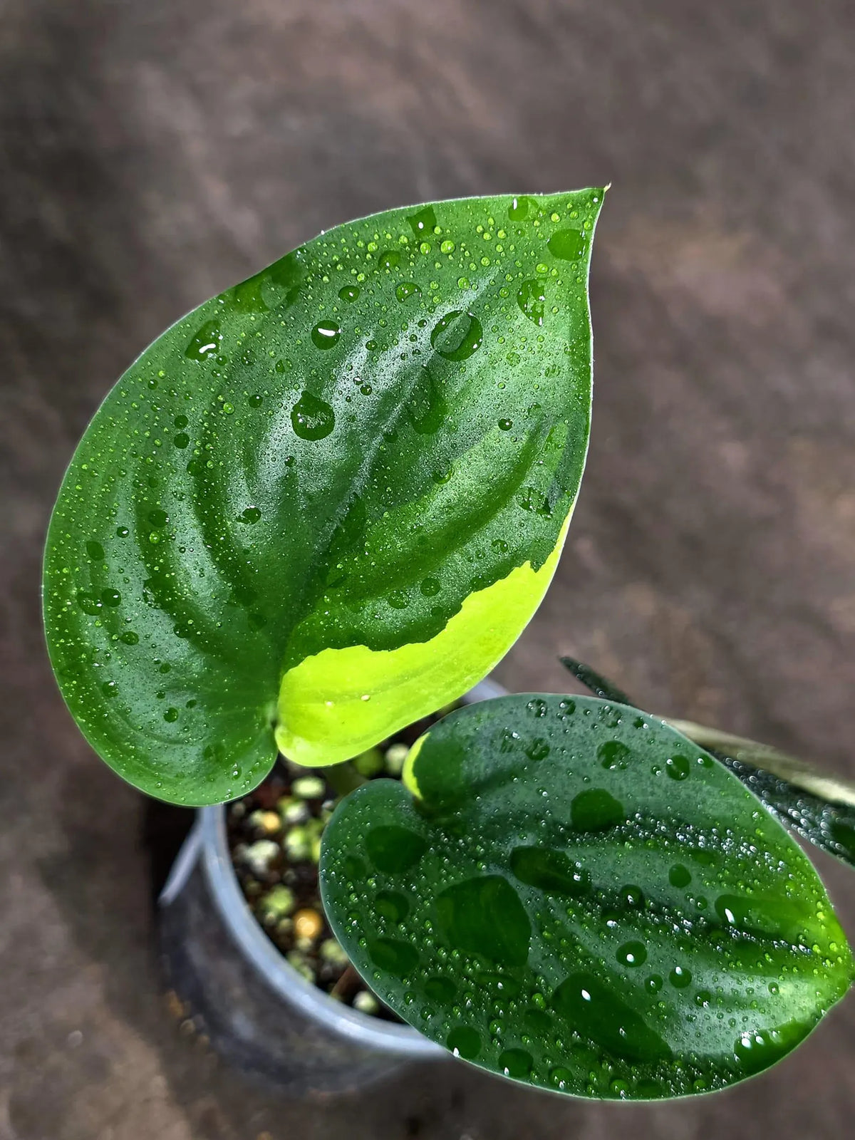 Scindapsus Jade Satin Variegated (Sep-18-10)