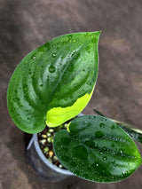 Scindapsus Jade Satin Variegated (Sep-18-10)