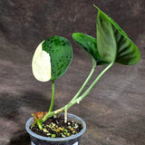 Scindapsus Jade Satin Variegated (Sep-18-10)