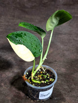 Scindapsus Jade Satin Variegated (Sep-18-10)