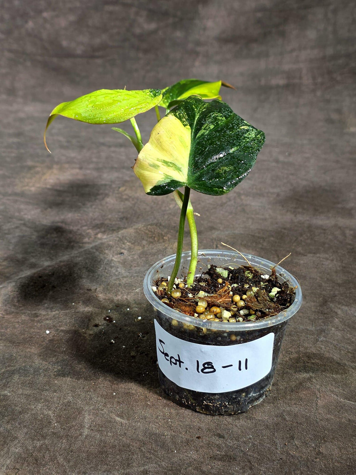 Variegated Philodendron Mican Aurea (Sep-18-11)