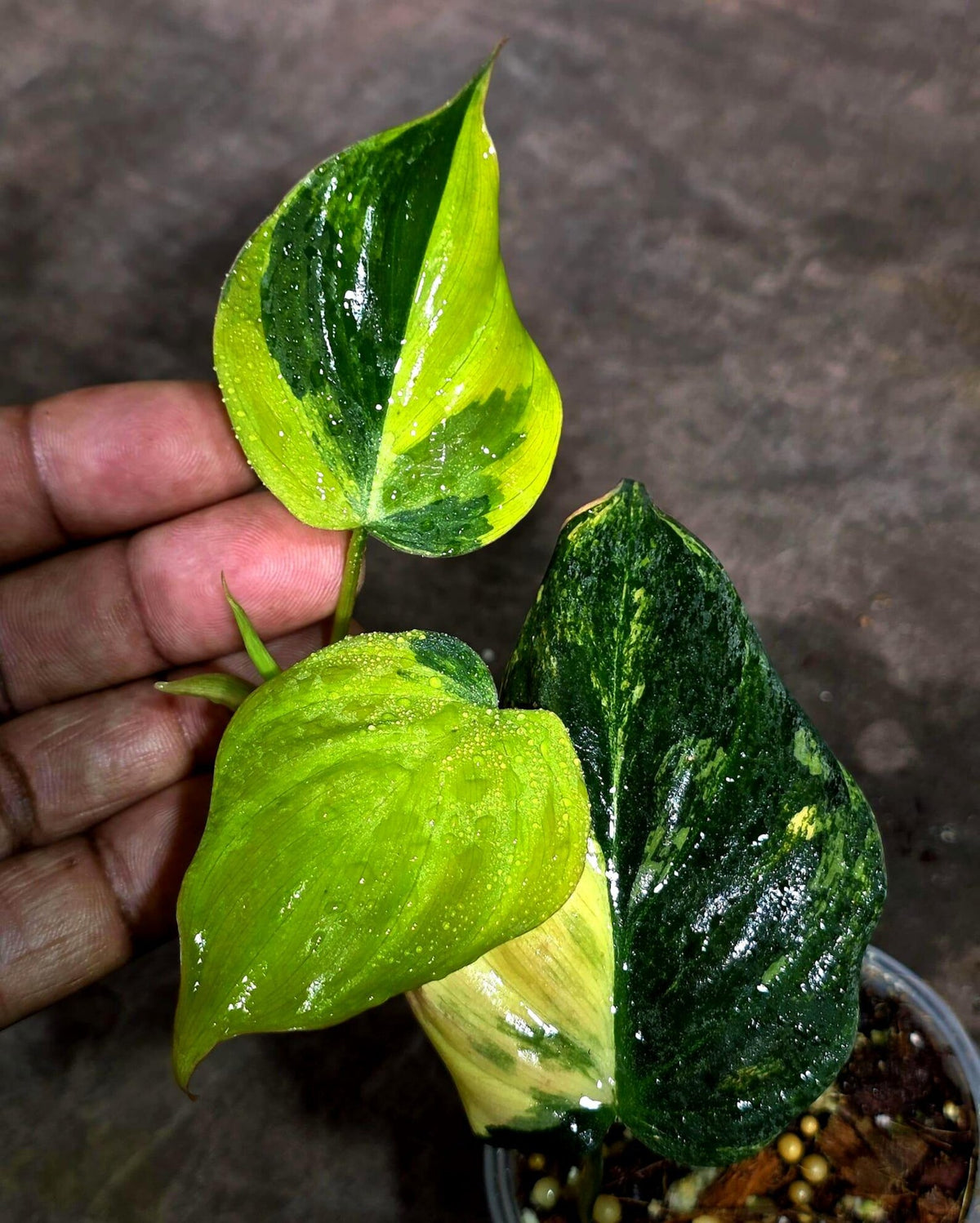Variegated Philodendron Mican Aurea (Sep-18-11)