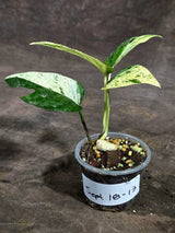 Epipremnum Pinnatum Marble Variegated (Sep-18-13)