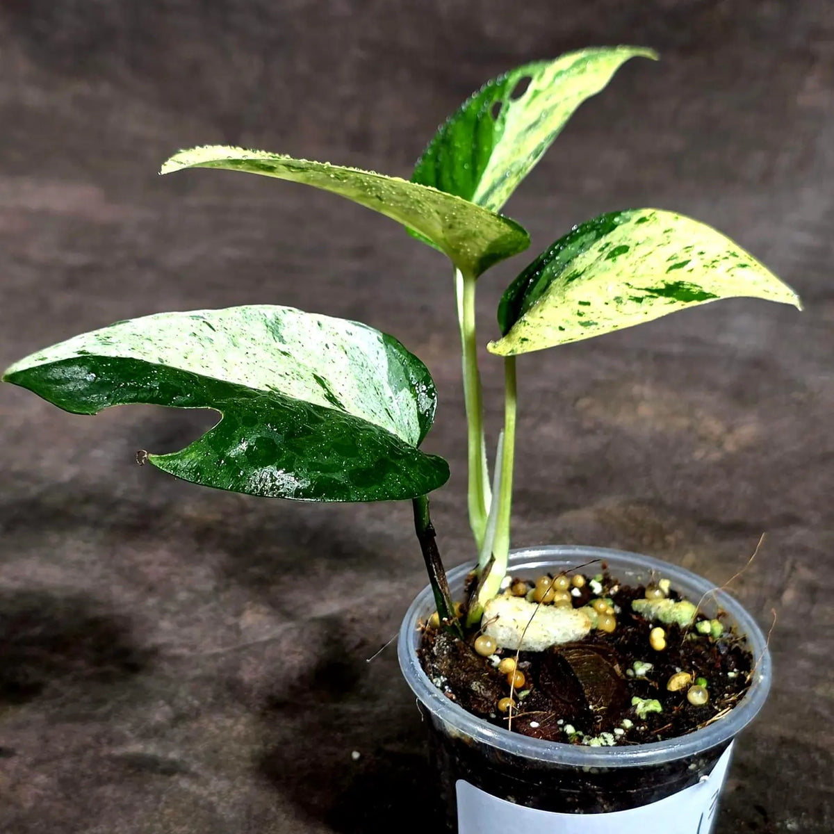 Epipremnum Pinnatum Marble Variegated (Sep-18-13)