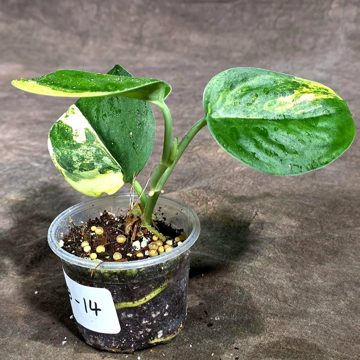 Scindapsus Jade Satin Variegated (Sep-18-14)