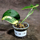 Scindapsus Jade Satin Variegated (Sep-18-14)