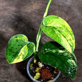Scindapsus Jade Satin Variegated (Sep-18-15)