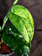 Scindapsus Jade Satin Variegated (Sep-18-15)
