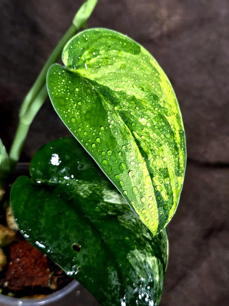 Scindapsus Jade Satin Variegated (Sep-18-15)