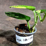 Scindapsus Jade Satin Variegated (Sep-18-15)