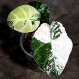 Alocasia Reginula Black Velvet Pink Variegated (Sep-18-1)