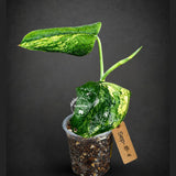 Scindapsus Jade Satin Variegated - Yellow Variegation (Sep-18-4)