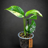 Epipremnum Pinnatum Marble Variegated (Sep-18-3)