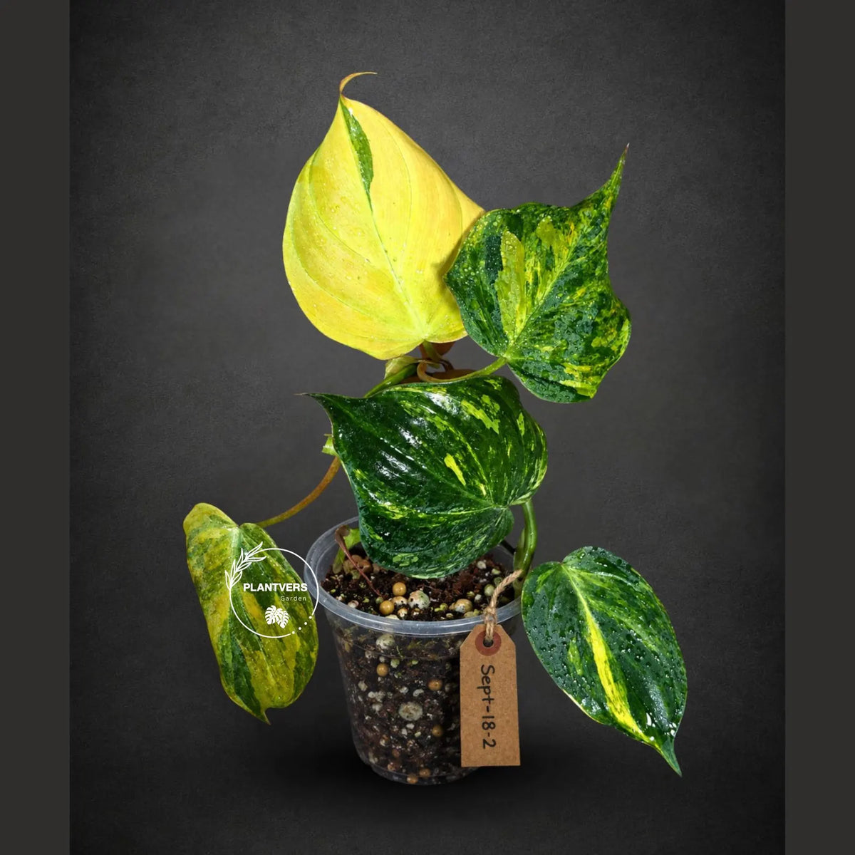 Variegated Philodendron Mican Aurea (Sep-18-2)