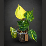 Variegated Philodendron Mican Aurea (Sep-18-2)