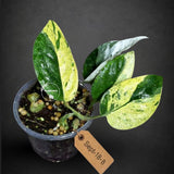 Epipremnum Pinnatum Marble Variegated (Sep-18-8)
