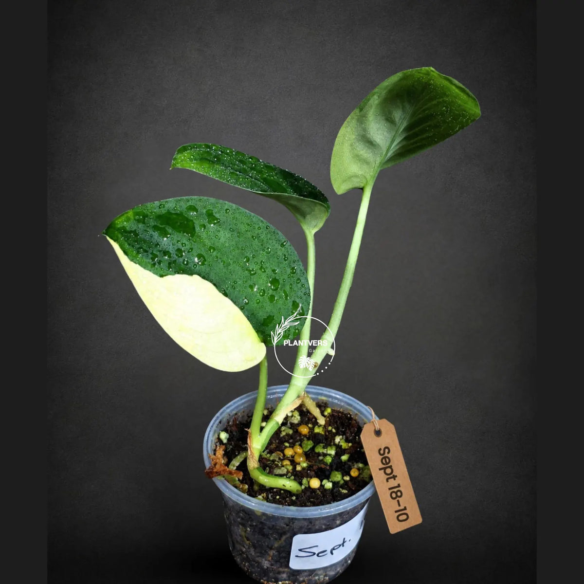 Scindapsus Jade Satin Variegated (Sep-18-10)