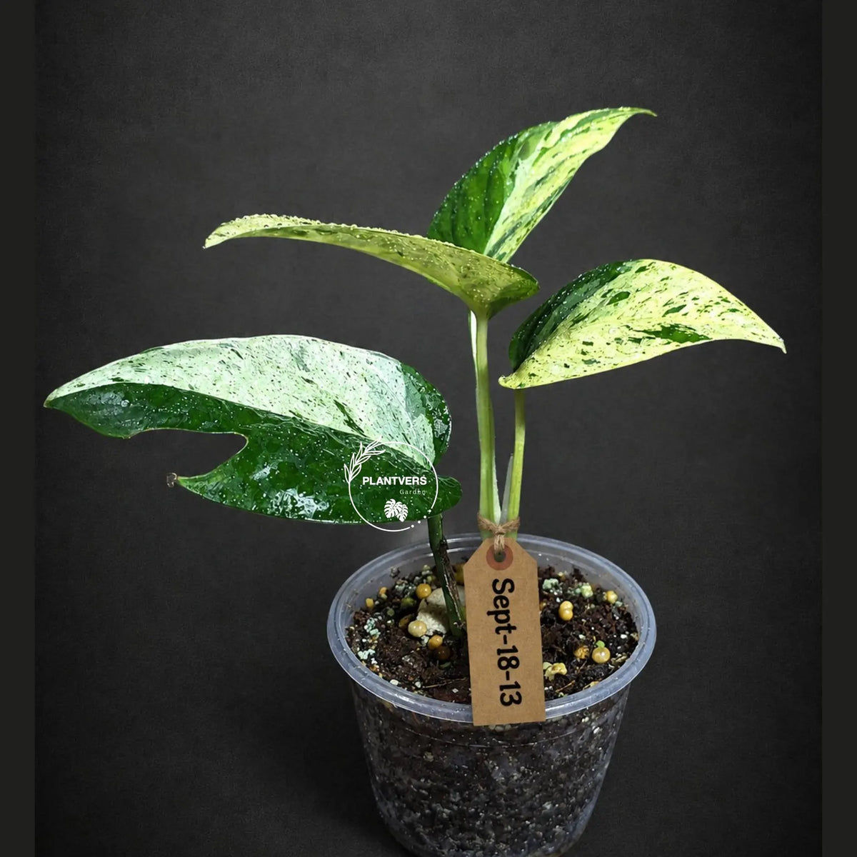 Epipremnum Pinnatum Marble Variegated (Sep-18-13)
