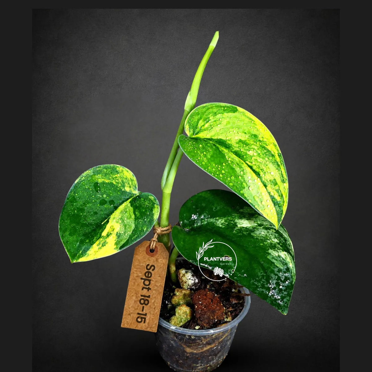 Scindapsus Jade Satin Variegated (Sep-18-15)