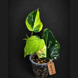 Variegated Philodendron Mican Aurea (Sep-18-11)