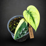 Variegated Scindapsus Mayari Plant (Sep-18-5)