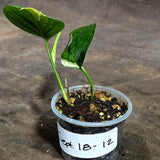 Epipremnum Pinnatum Marble Variegated (Sep-18-12)