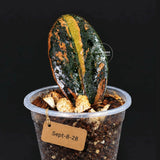 Black Variegated ZZ Plant in a Nursery Pot- Multi Color Zamioculcas - Super Rare EXACT Indoor Plant - US Seller